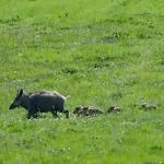 Blauvogel Blauvogel 031