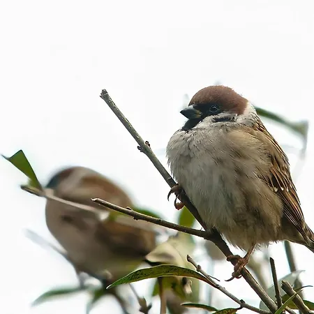 Blauvogel Blauvogel 031 *