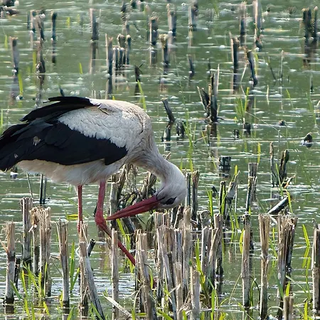 Blauvogel Blauvogel 031 Feriehus *