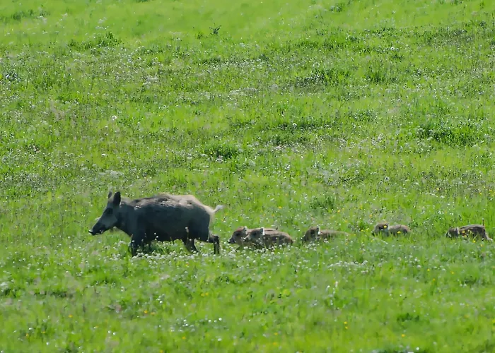 Blauvogel Blauvogel 031